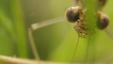 Close up of a damselfly larvae head in a pond 스톡 동영상 109342217