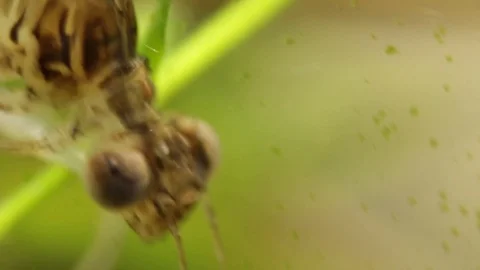 Close up of a damselfly larvae head in a pond 스톡 동영상 109342235