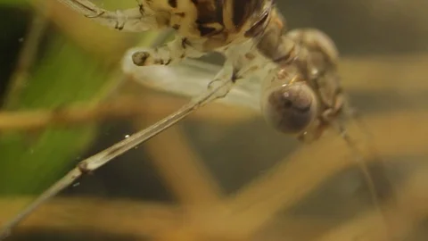 Close up of a damselfly larvae head in a pond 스톡 동영상 109342275