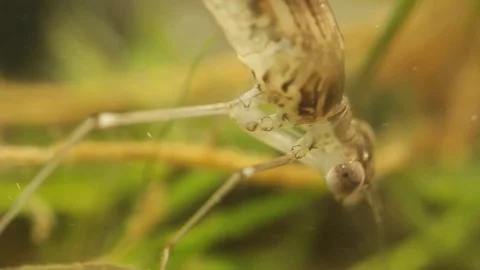 Close up of a damselfly larvae head in a pond 스톡 동영상 109342299