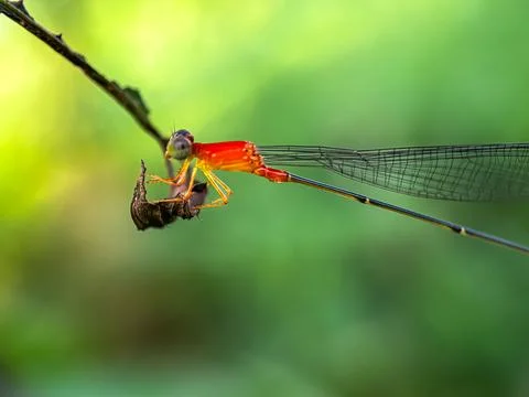 Close up of damselfly perched on the leaves Фото