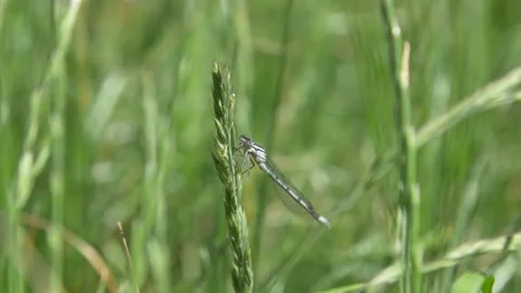 Close up of damselfly perched on strand of grass in garden during sunny day Stock Footage 172148009