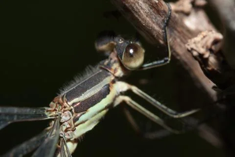 Close-up of a damselfly Stock Photos