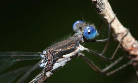 Close-up of a damselfly Stock Photos