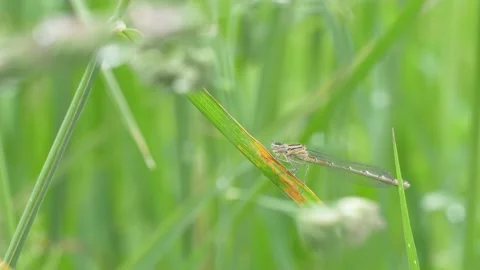 Close up of damselfly resting on strand of grass in garden during sunny day Stock Footage 172149861
