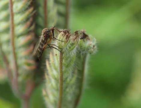 Close-up of dance fly Stock Photos