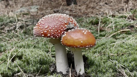 Close-Up Dance of Red Fly Agarics Stock Footage 255462494