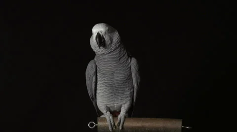CLOSE UP: Dancing parrot Stock Footage 33668172