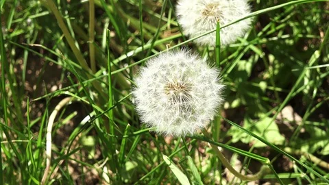Close up on a dandelion 4K Vídeo Stock 95840413