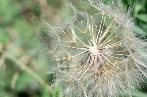 Close-up of a dandelion for the background Stock Photos