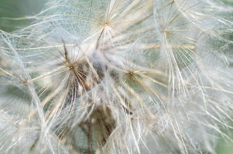 Close-up of a dandelion for the background Stock Photos
