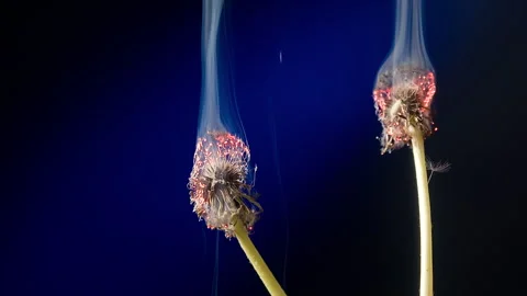Close Up Of A Dandelion Being Burned With Fire Against Stock Footage 254199080