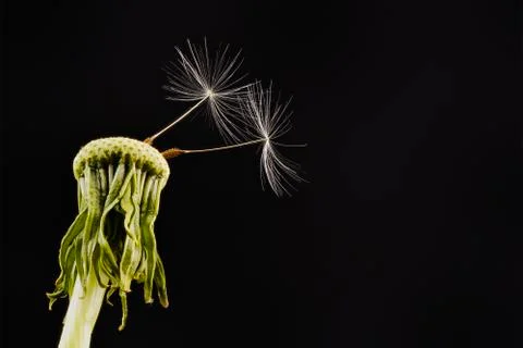 Close-up of dandelion on the black background 스톡 사진