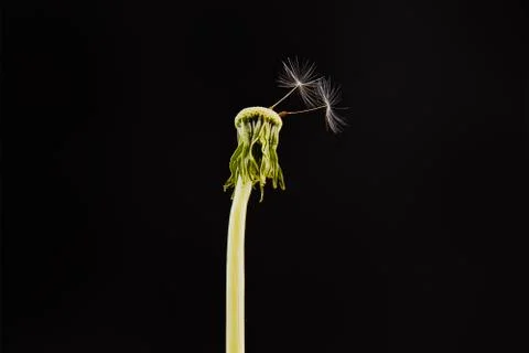 Close-up of dandelion on the black background Stock Photos