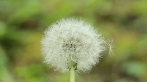 Close-up of dandelion blossoms Stock Footage 74901459