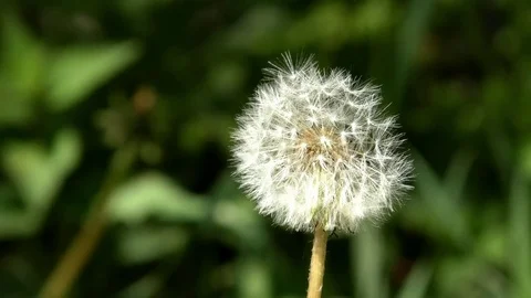 Close-up of a dandelion (blowball) moving in the wind. Blurred green background Stock Footage 76770952