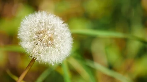 Close up of dandelion blowing by wind Stock Footage 56696950