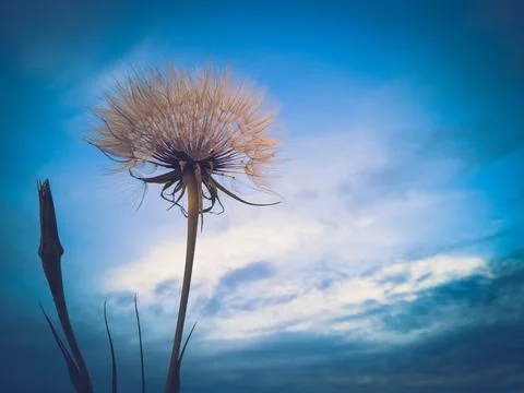 Close-up Of Dandelion On Blue Sky Background. Stock Photos