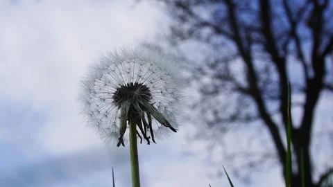 Close-up of Dandelion in the Breeze Stock Footage 276603524