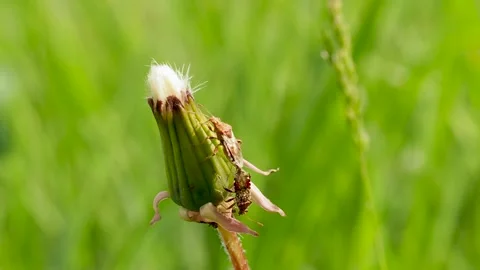 Close-up of a dandelion bud with two bugs in early bloom phase Stock Footage 316793674