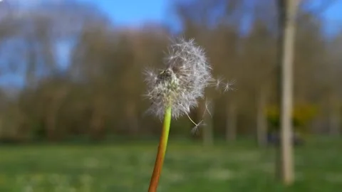 Close-up of Dandelion in Child's Hand Stock Footage 231548049