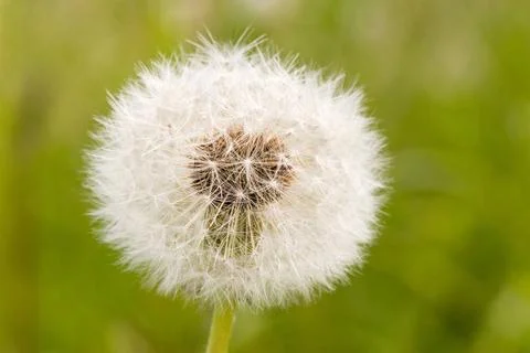 Close-up of dandelion clock close-up of dandelion clock ,on green blurry b... Foto stock