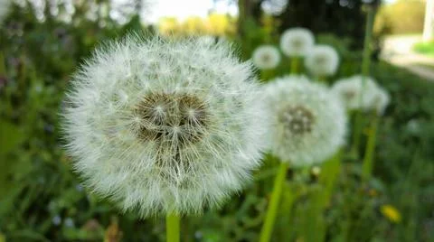  Close-up of a dandelion clock with its fluffy white seeds ready to be dis... Foto stock