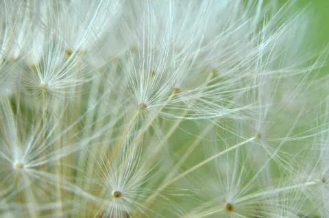 Close up of a dandelion clock Stock Photos