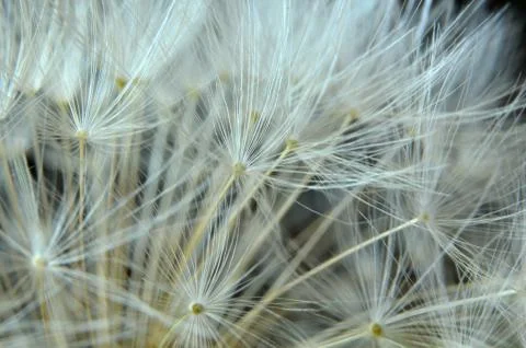 Close up of a dandelion clock Stock Photos