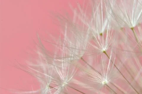Close up of a dandelion clock Stock Photos