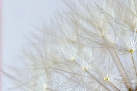 Close up of a dandelion clock Stock Photos