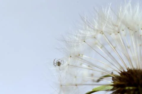 Close up of a dandelion clock Stock Photos