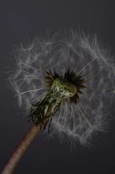 Close up of a dandelion on a dark background Stock Photos