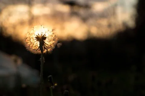 Close-up of dandelion during sunset Stock Photos