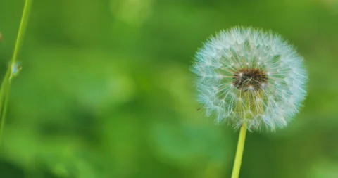 Close up of a dandelion in a field Stock Footage 131113329