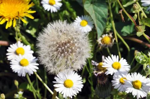 Close up of Dandelion in the field Stock Photos