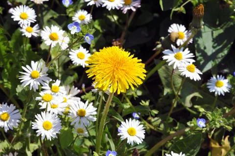Close up of Dandelion in the field Stock Photos