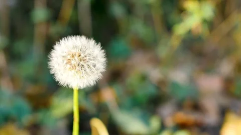 Close-up of a dandelion flower. Stock Footage 97872755