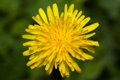 Close up of Dandelion flower Stock Photos