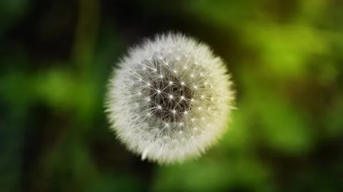 A close up of a dandelion flower. Stock Photos