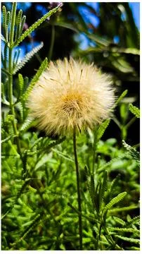 Close-up on a dandelion flower Stock Photos