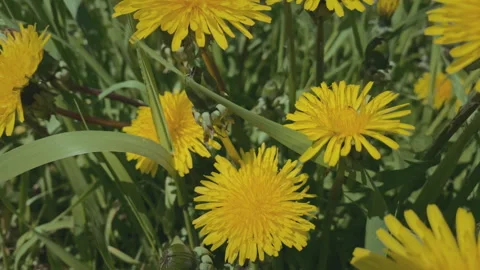 Close-up of dandelion flowers moving in the wind. Slow motion. Lawn in the Stock Footage 246002554