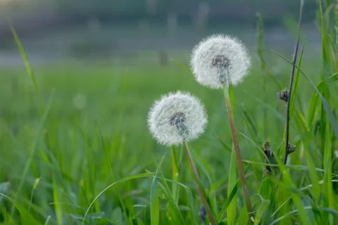 Close up of dandelion flowers Stock Photos