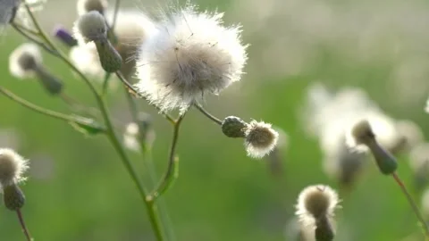 Close-up of dandelion flowers in the wind Vídeo Stock 258107063