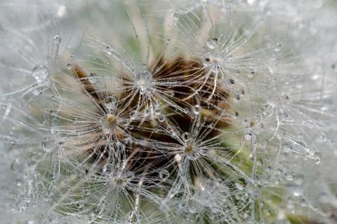 Close up of dandelion fluff on the dandelion stem Stock Photos