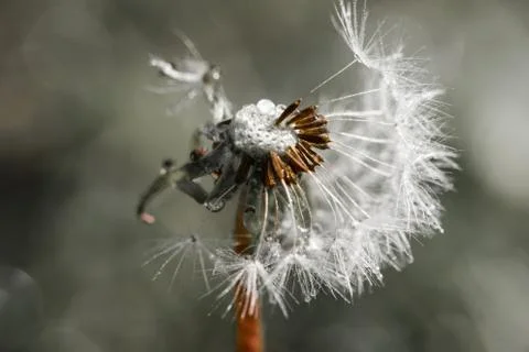 Close up of dandelion fluff on the dandelion stem Stock Photos