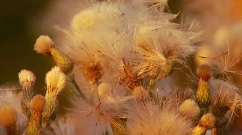 Close-up of dandelion Video stock 55333432