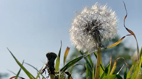 Close up Dandelion Stock Footage 196928550
