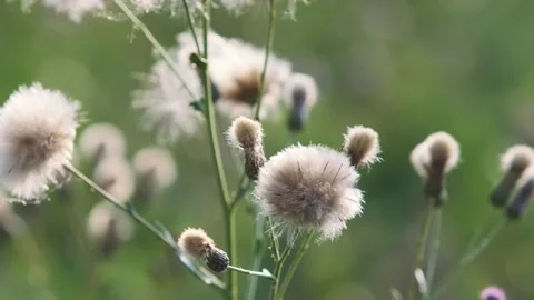 Close-up dandelion Stock Footage 258107658