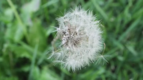 Close up of a dandelion Stock Footage 282643838